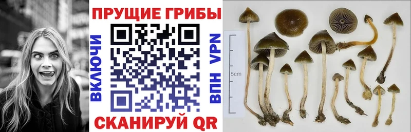 сколько стоит  Усть-Илимск  Галлюциногенные грибы ЛСД 