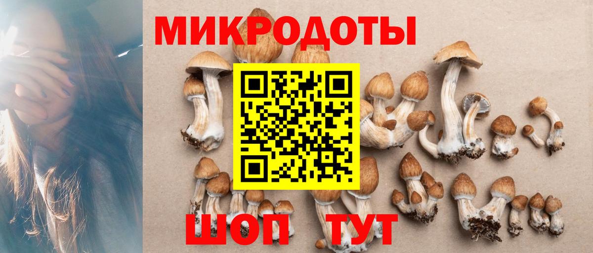 Псилоцибиновые грибы Psilocybine cubensis  Усть-Илимск 